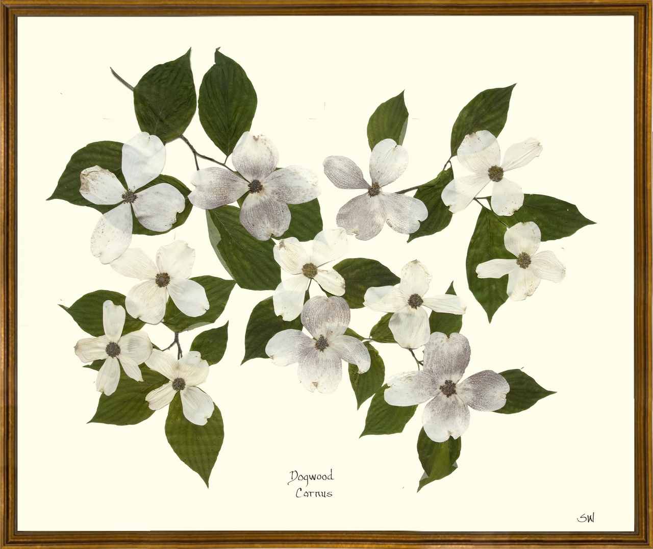 Dogwood Branch Framed Print