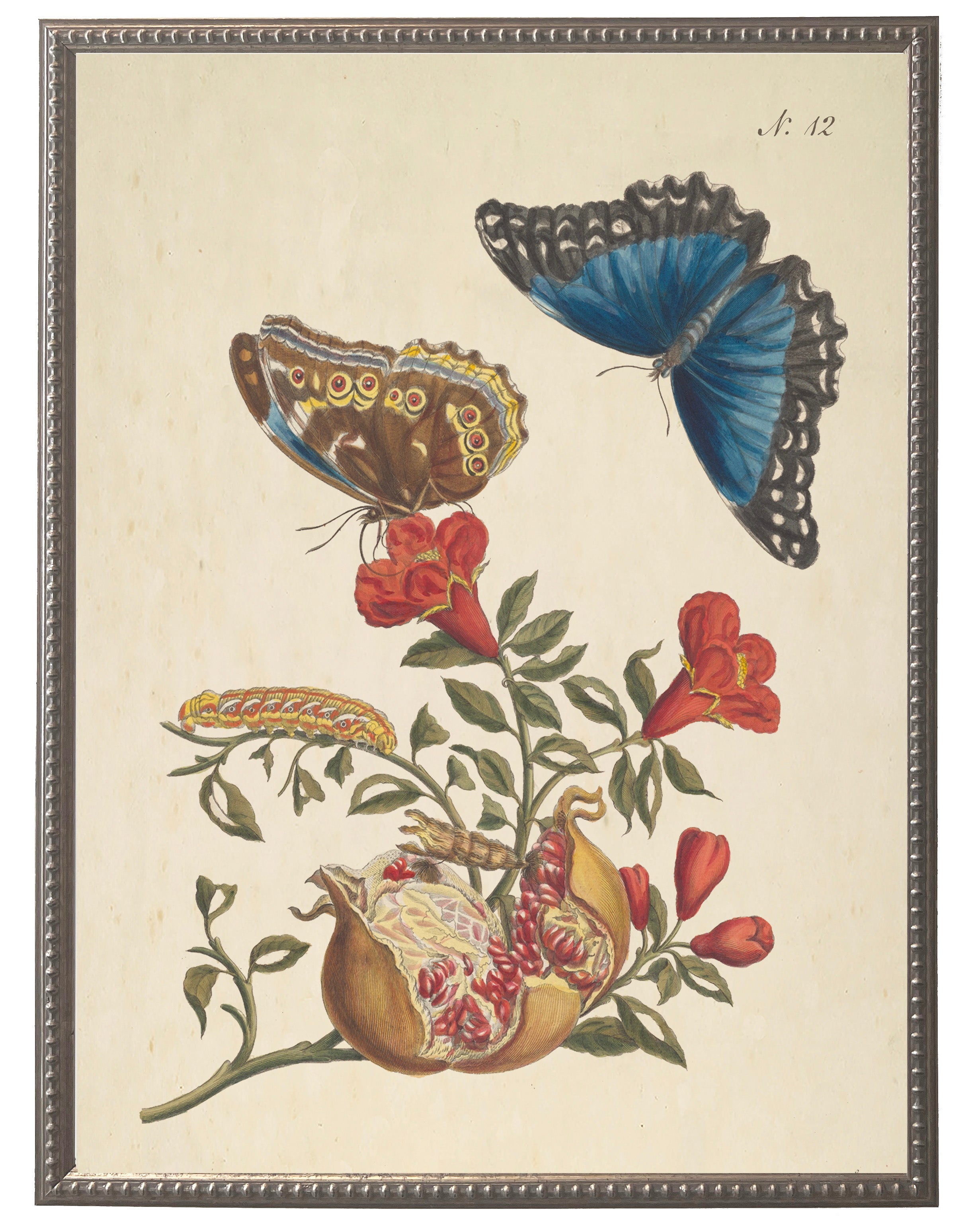 Vintage Butterfly Framed Print