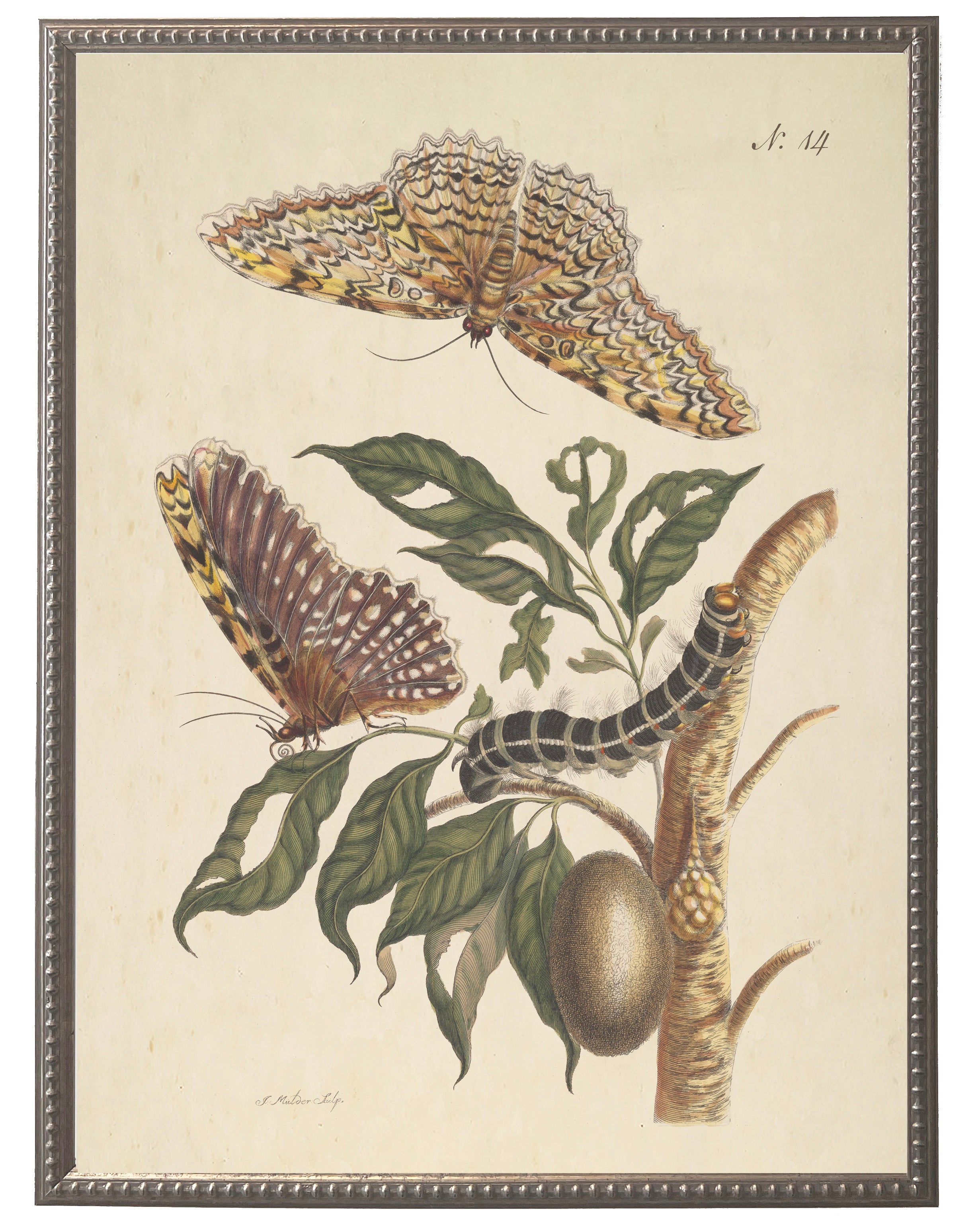 Vintage Butterfly Framed Print