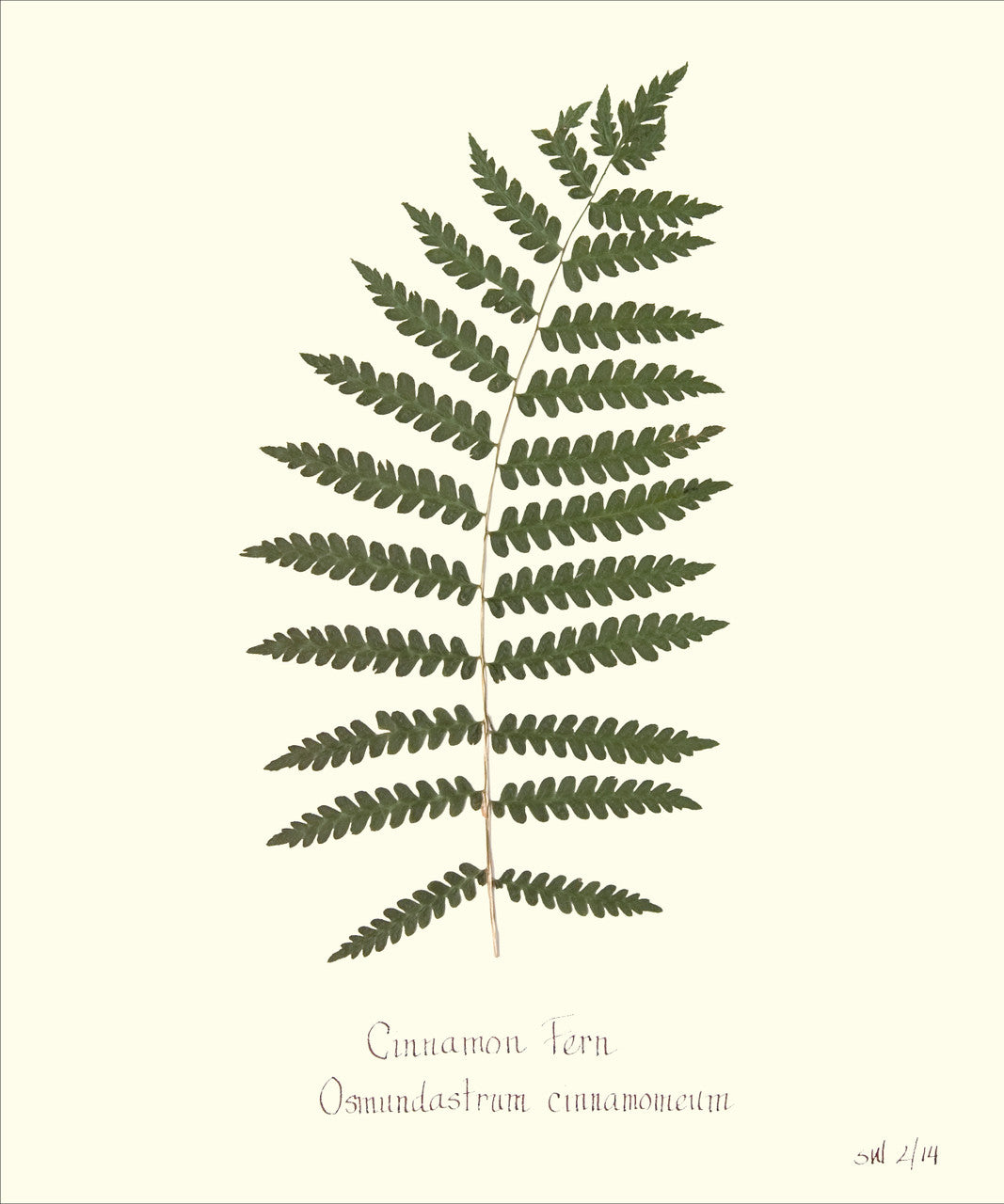 Cinnamon Fern Framed Print