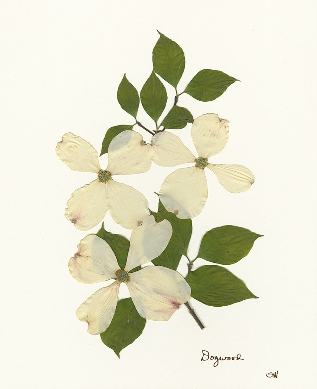 Dogwood Framed Print