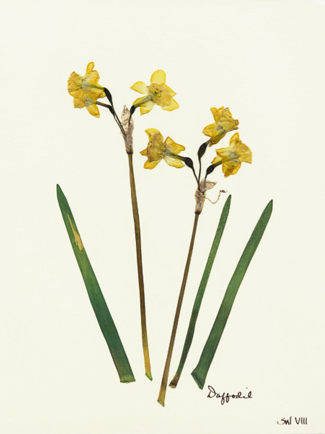 Daffodil Framed Print