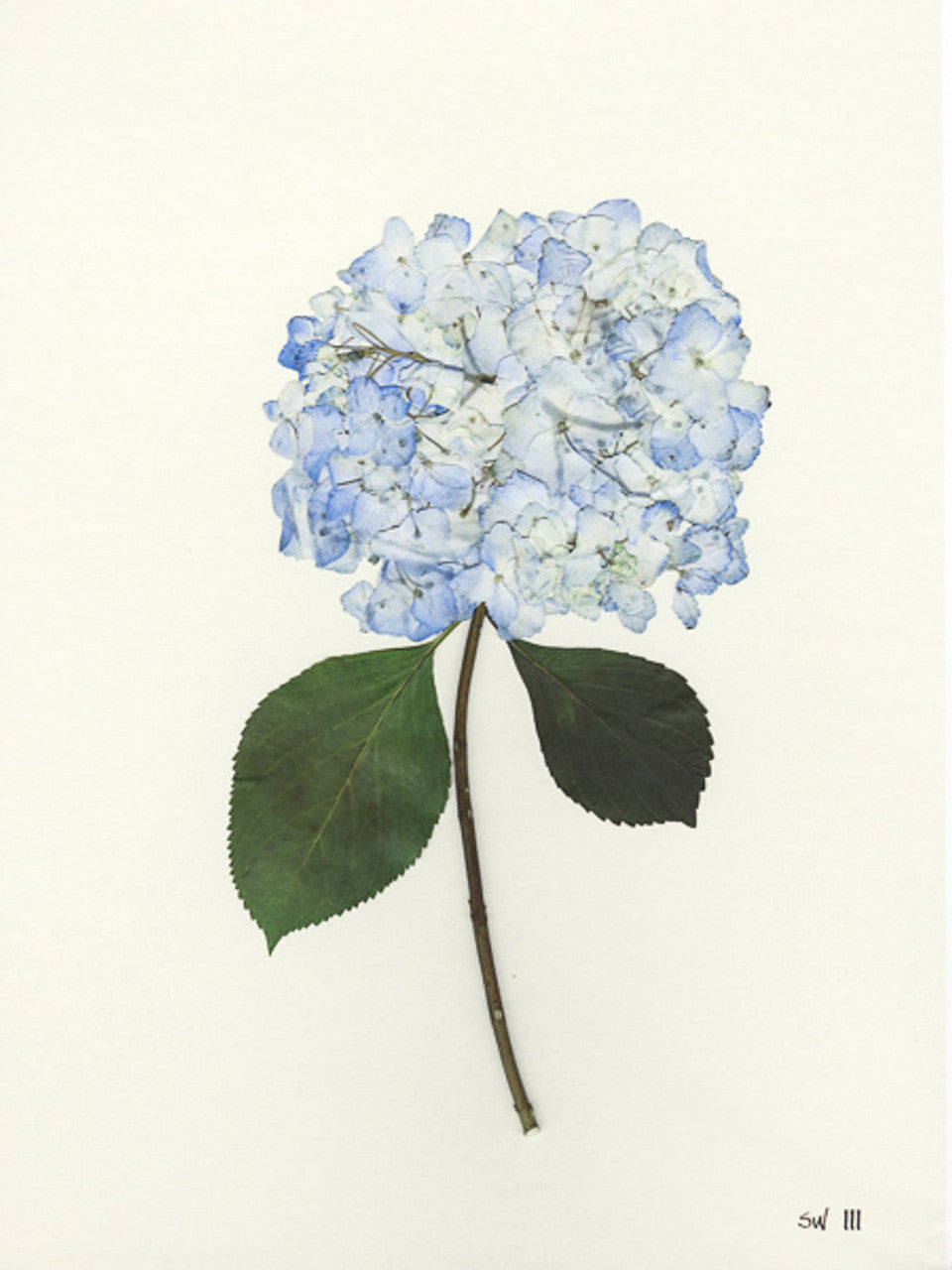 Hydrangea Collection Framed Print - GOLD FRAME