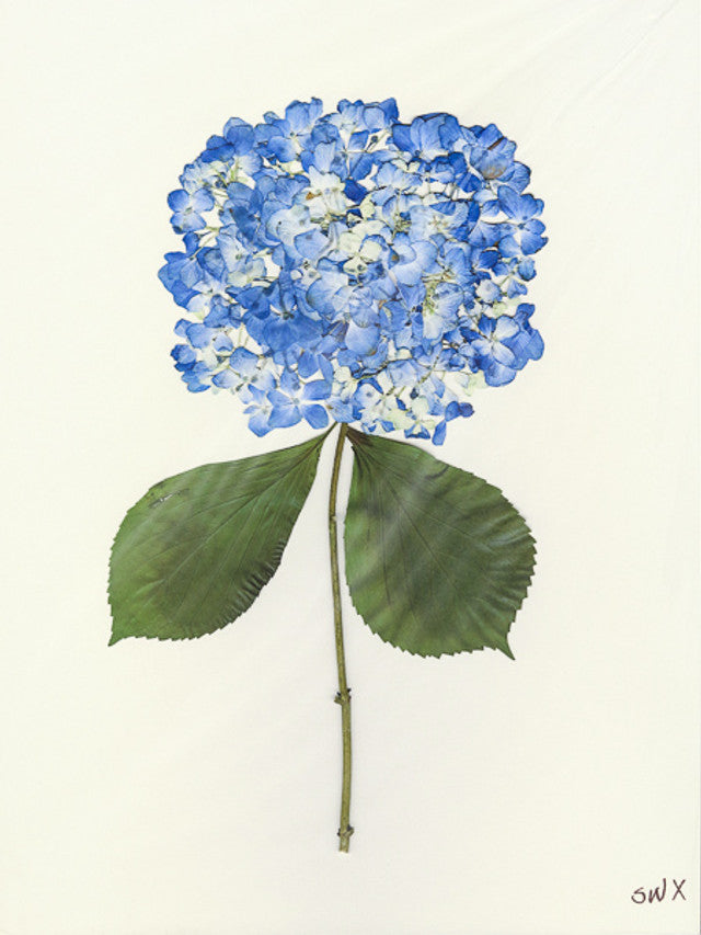 Hydrangea Collection Framed Print - SILVER FRAME