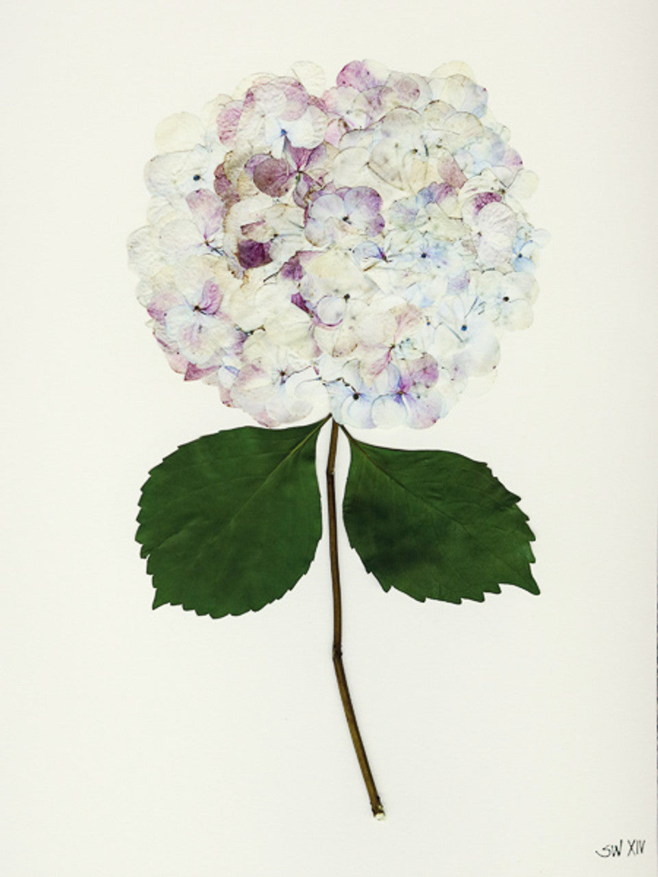 Hydrangea Collection Framed Print - GOLD FRAME