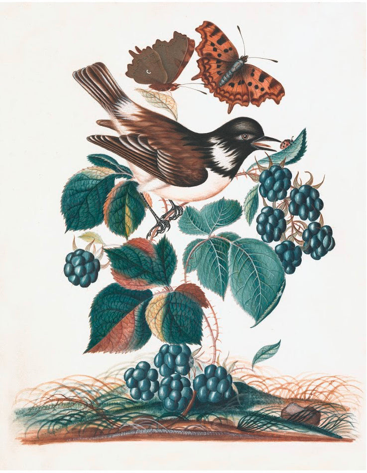 English Specimens Framed Print