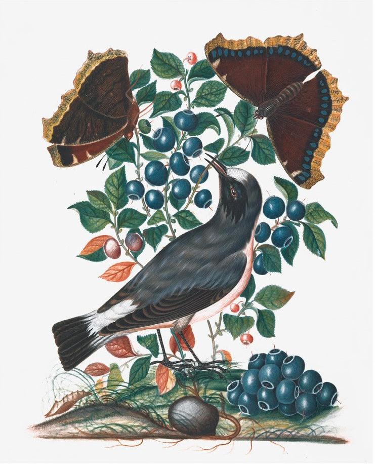English Specimens Framed Print