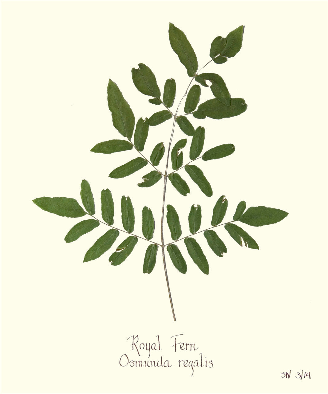 Royal Fern Framed Print