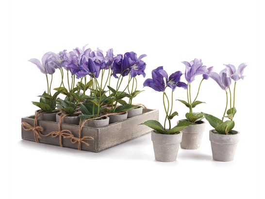 Mini Potted Clematis