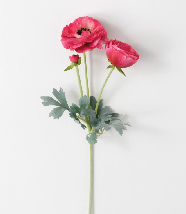 Real Garden Ranunculus Stem