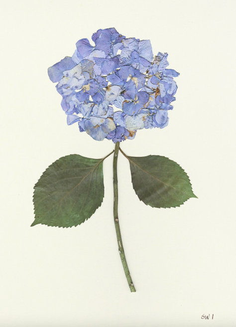 Hydrangea Collection Framed Print - GOLD FRAME