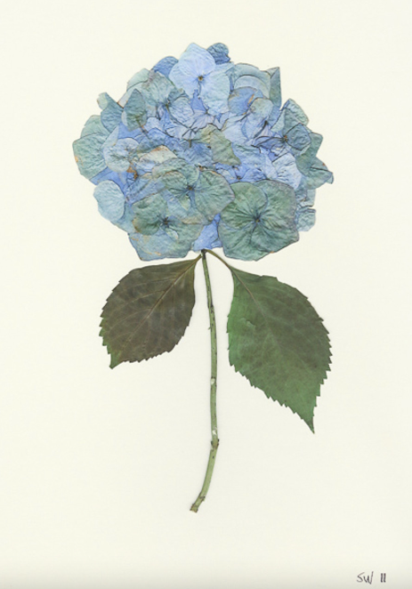 Hydrangea Collection Framed Print - GOLD FRAME