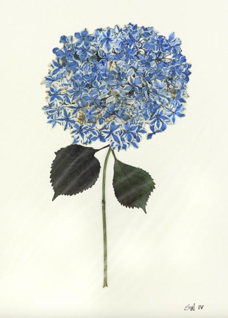 Hydrangea Collection Framed Print - GOLD FRAME