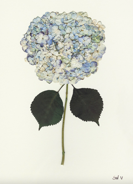 Hydrangea Collection Framed Print - GOLD FRAME