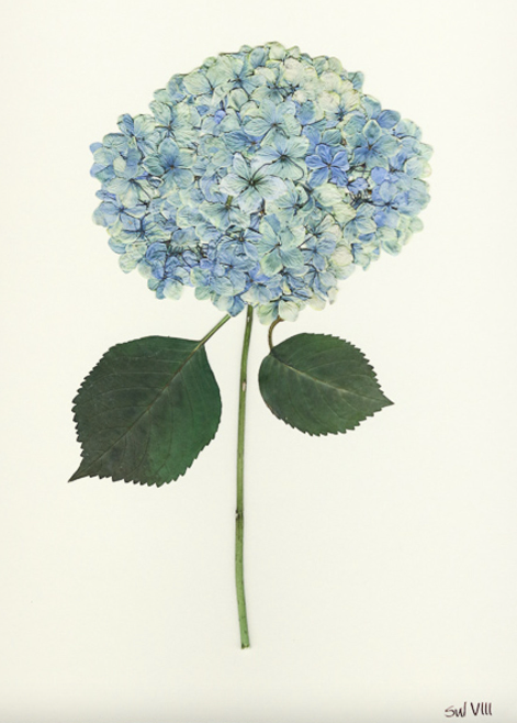 Hydrangea Collection Framed Print - GOLD FRAME