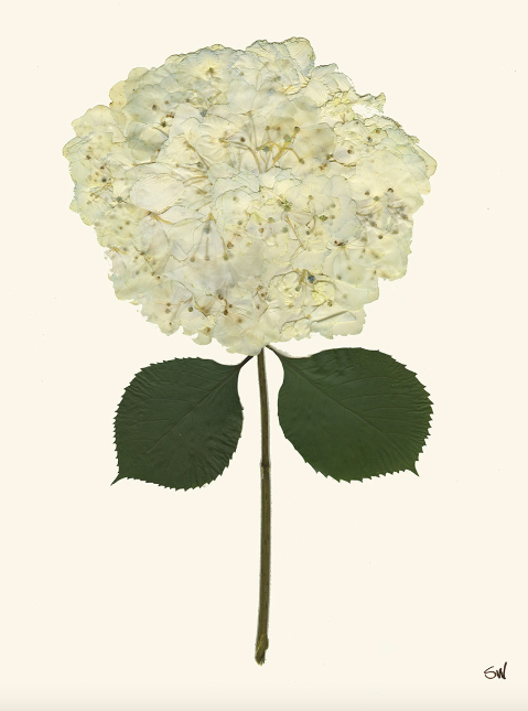 Hydrangea Collection Framed Print - GOLD FRAME