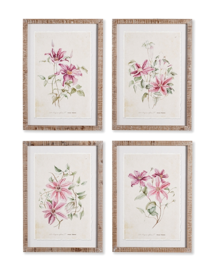 Pink Clematis Print