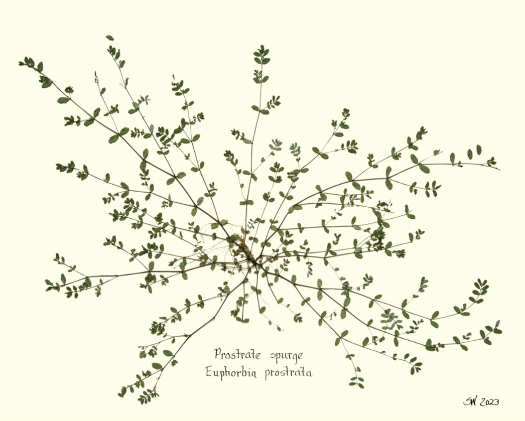 Prostrate Splurge Framed Print