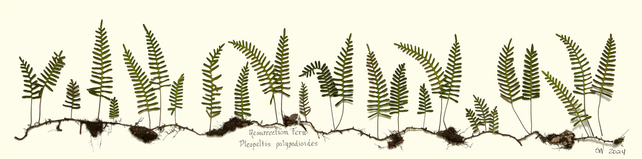 Resurrection Fern Framed Print