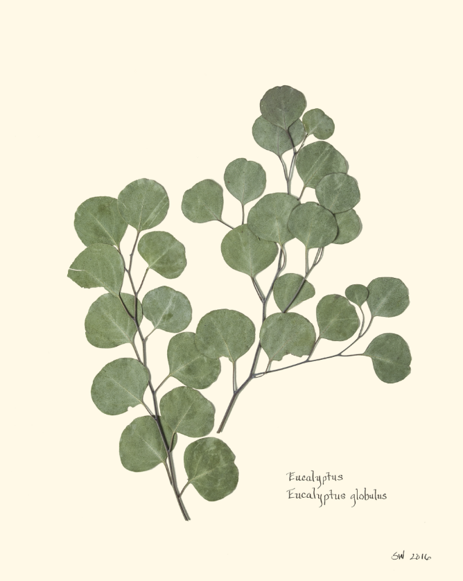 Eucalyptus Framed Print