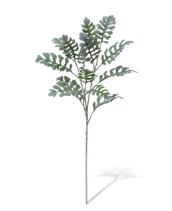Dusty Miller Plant Stem