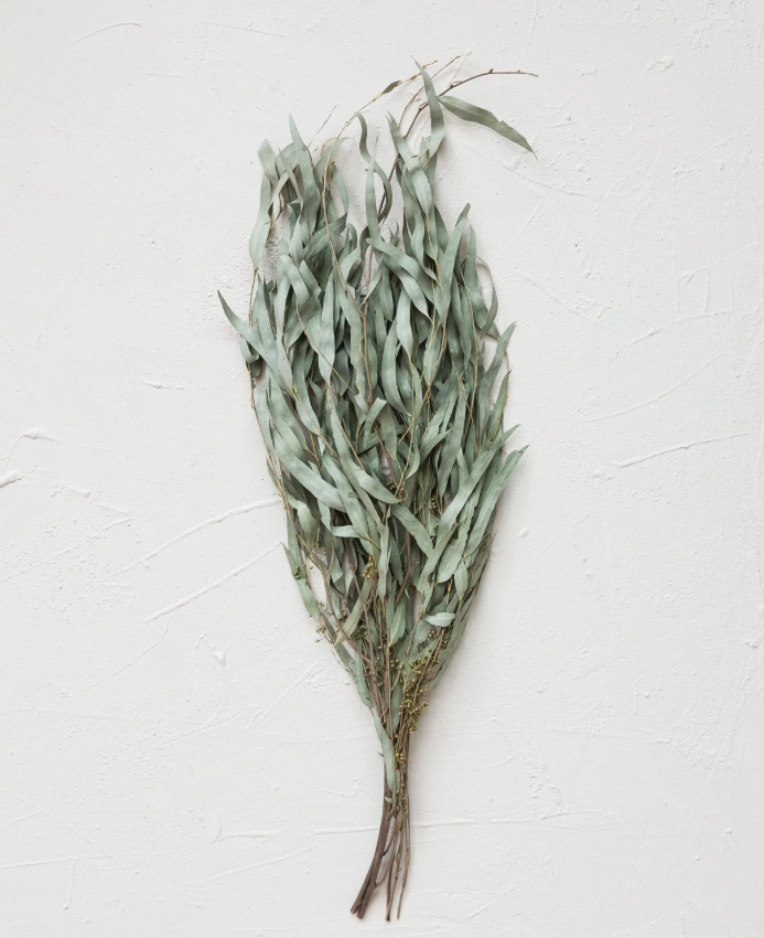 Dried Natural Eucalyptus