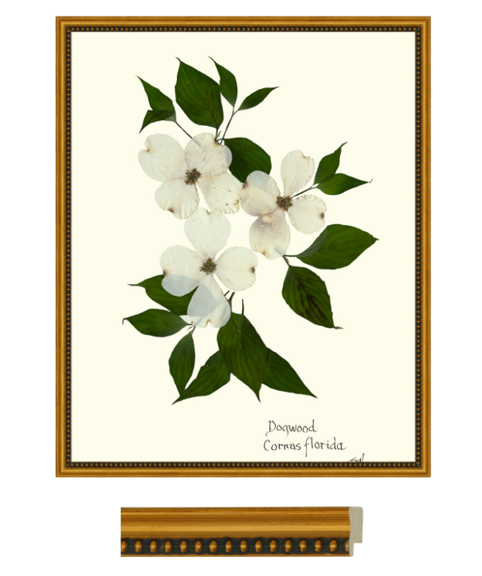 Hydrangea Collection Framed Print - GOLD FRAME