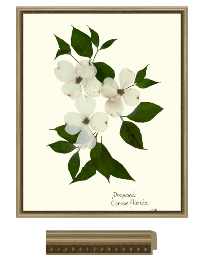 Hydrangea Collection Framed Print - SILVER FRAME