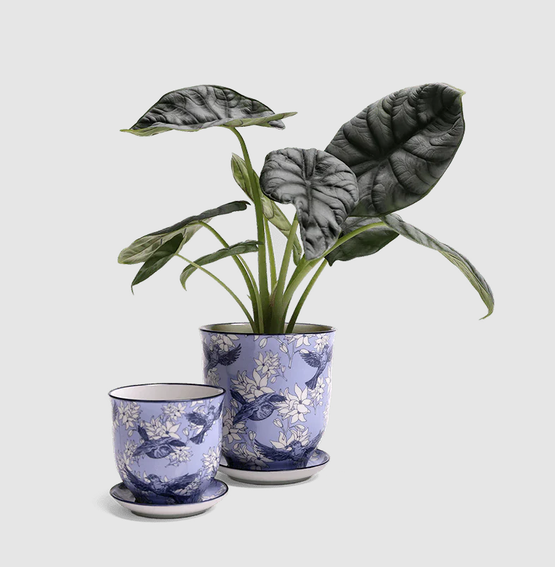 Liberte Porcelain Pot And Saucer Set
