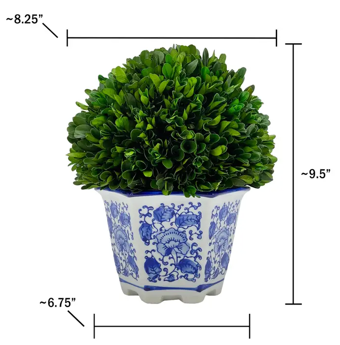 Boxwood Topiary in Hexagon Chinoise Pot