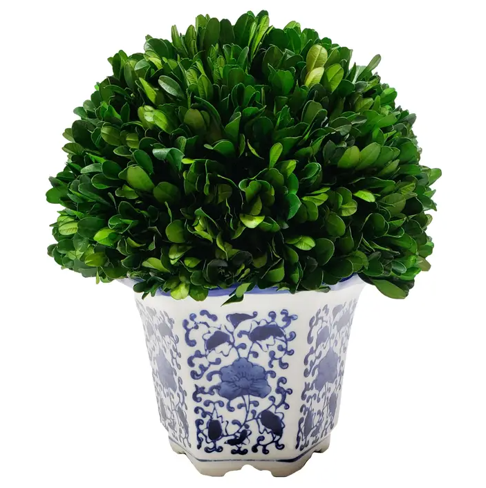 Boxwood Topiary in Hexagon Chinoise Pot