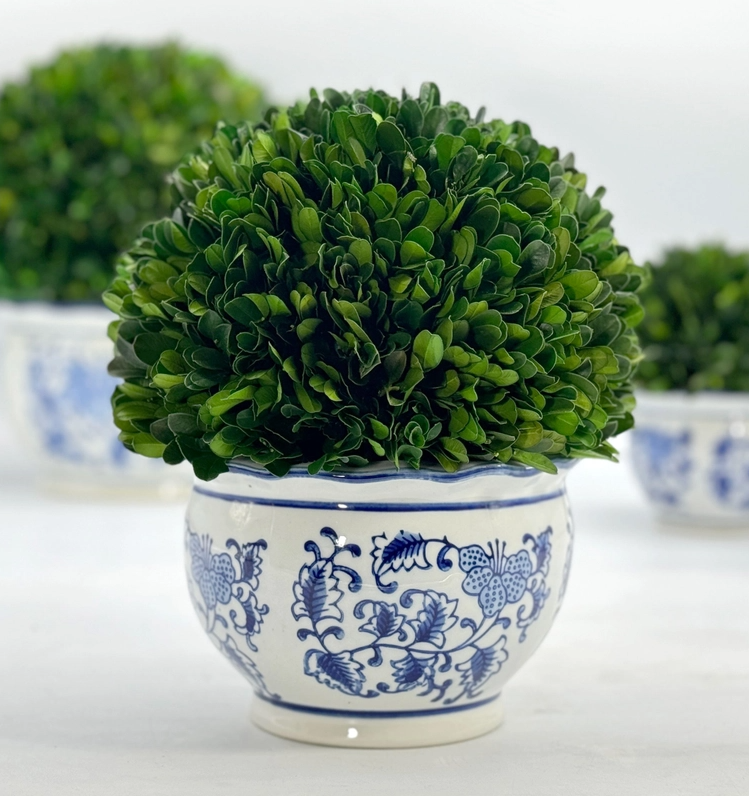 Boxwood Topiary in Round Bulb Chinoise Pot