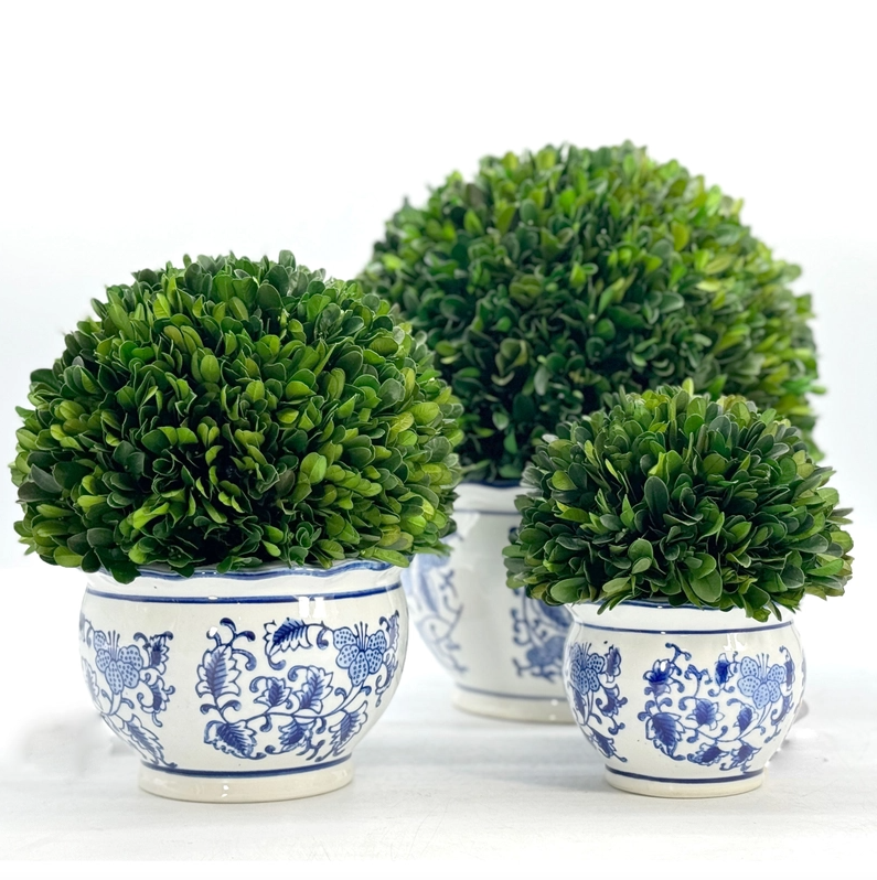 Boxwood Topiary in Round Bulb Chinoise Pot
