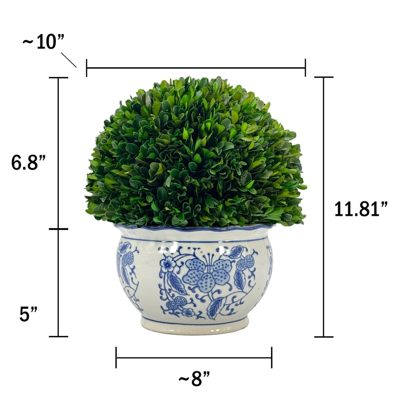 Boxwood Topiary in Round Bulb Chinoise Pot