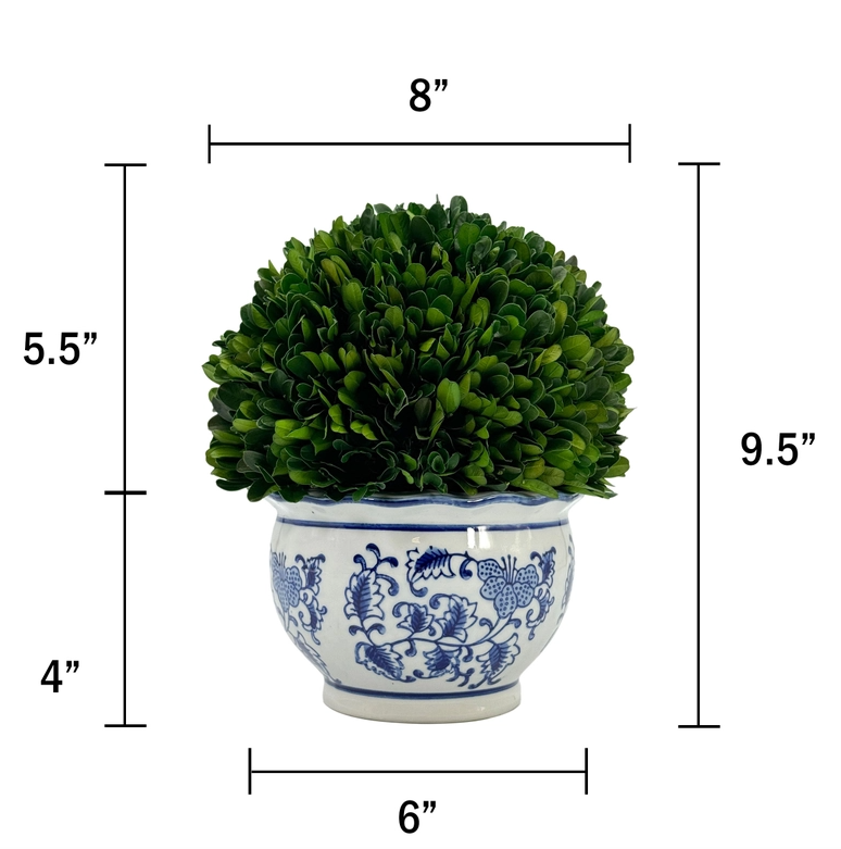 Boxwood Topiary in Round Bulb Chinoise Pot