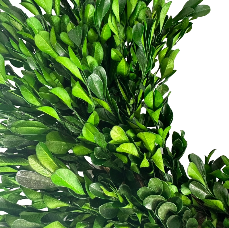 21" Naturally Preserved Boxwood Wreath
