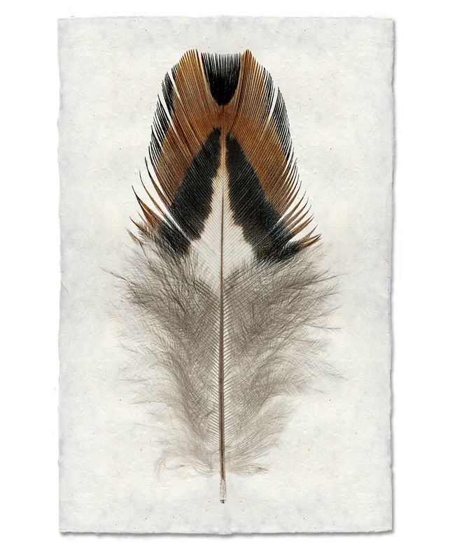 Nepalese Handmade Print - Bobwhite Quail #1