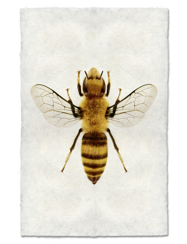 Nepalese Handmade Print - Honey Bee