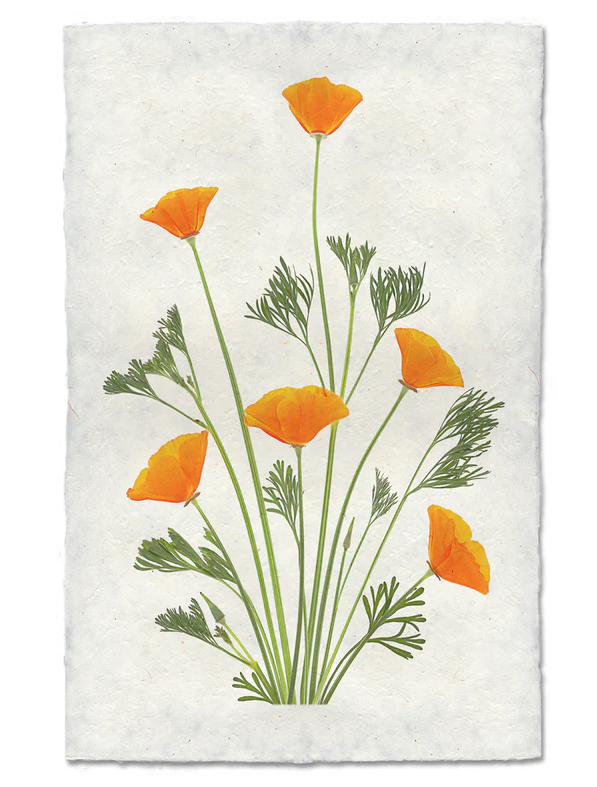 Nepalese Handmade Print - Blooming Poppies #1