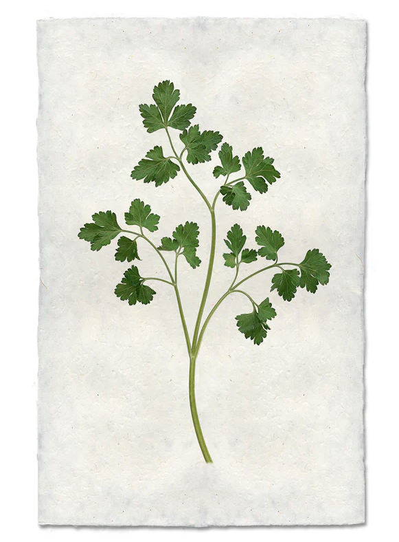 Nepalese Handmade Print - Parsley