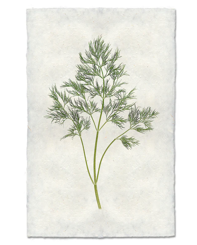Nepalese Handmade Print - Dill
