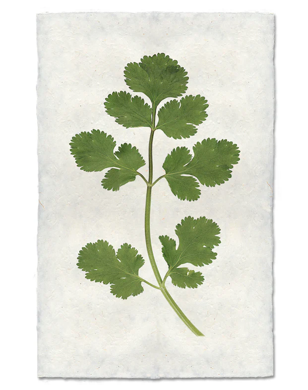 Nepalese Handmade Print - Cilantro