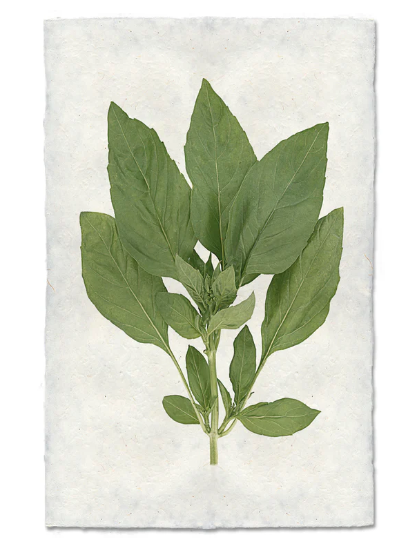 Nepalese Handmade Print - Basil