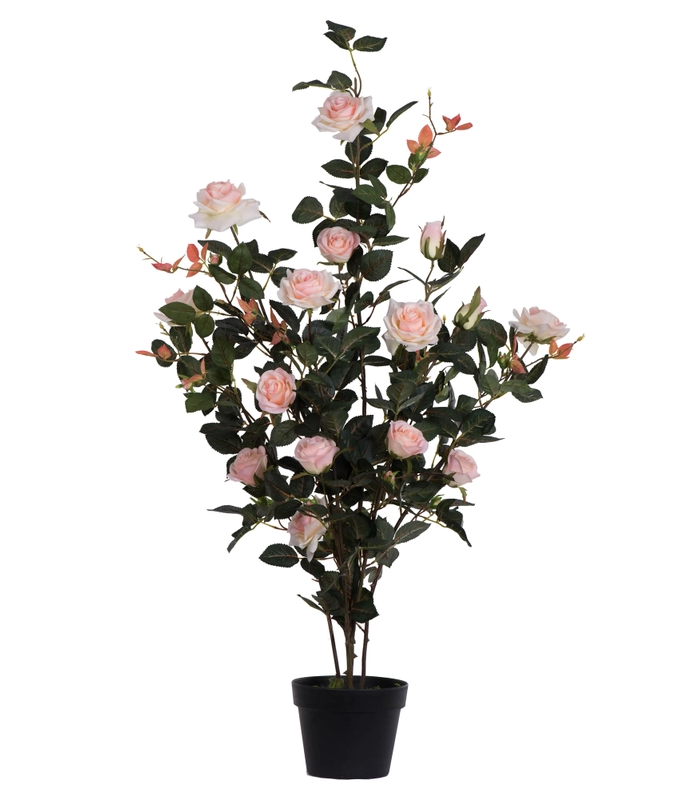 45" Potted Pink Rose Bush