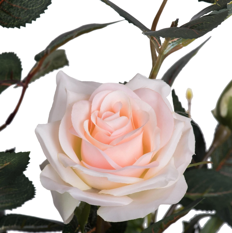 45" Potted Pink Rose Bush