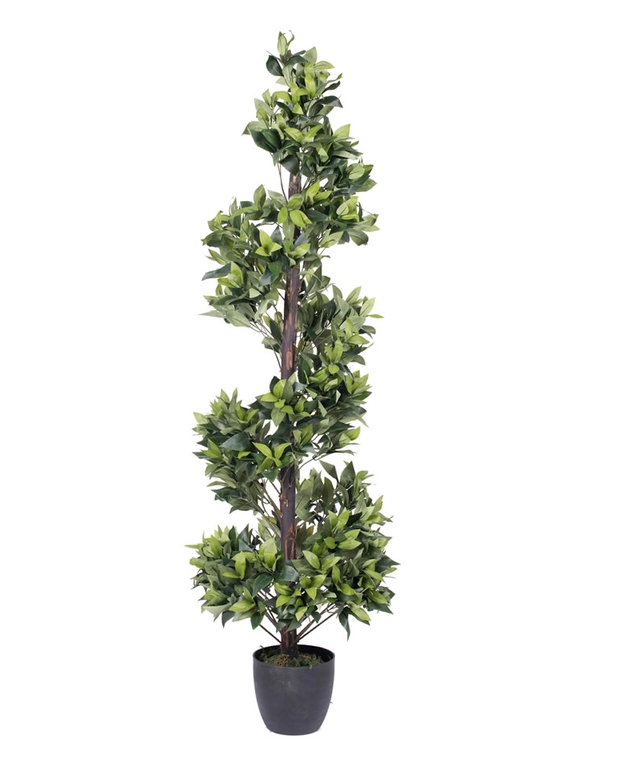 5' Potted Spiral Topiary