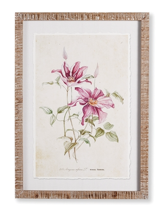 Pink Clematis Print