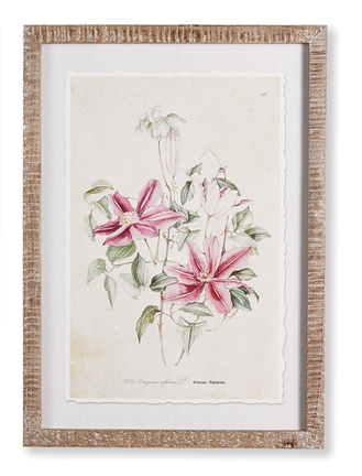 Pink Clematis Print
