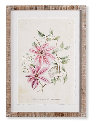 Pink Clematis Print