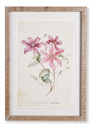 Pink Clematis Print